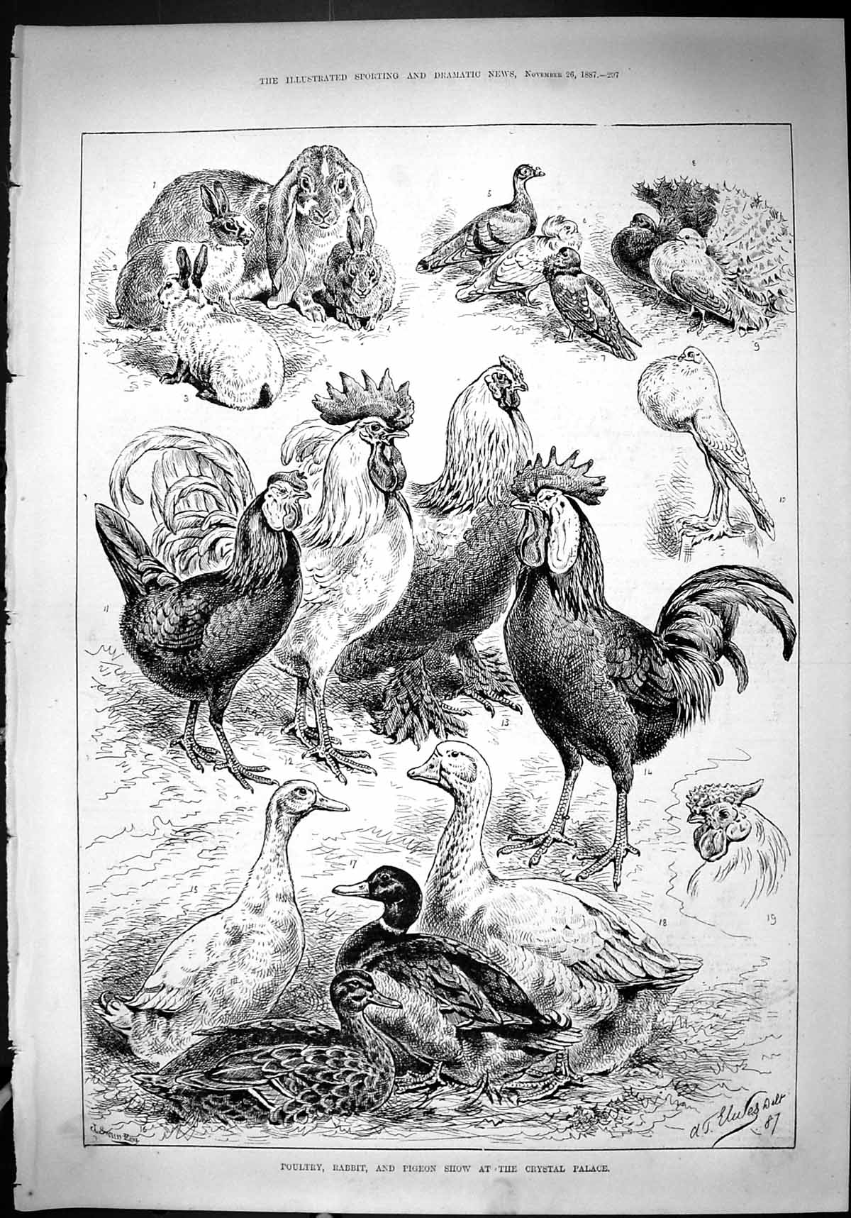 Antique Print 1887 Poultry Rabbit Pigeon Show Crystal Palace Birds Animals 19th
