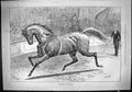Original Old Antique Print 1887 Pride Ring Horse Trainer Entertainment Swain