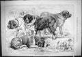 Old Print Dog Show St. Bernards Oppenheim Smith Hallewell Betterton 1887 19th