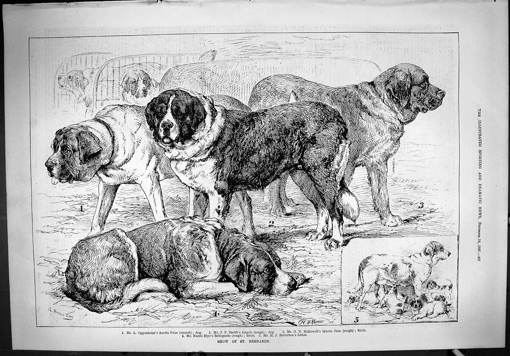 Old Print Dog Show St. Bernards Oppenheim Smith Hallewell Betterton 1887 19th