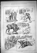 Antique Old Print 1888 Elk Hunting Woods Sweden Dogs Shooting Huntsmen Sport