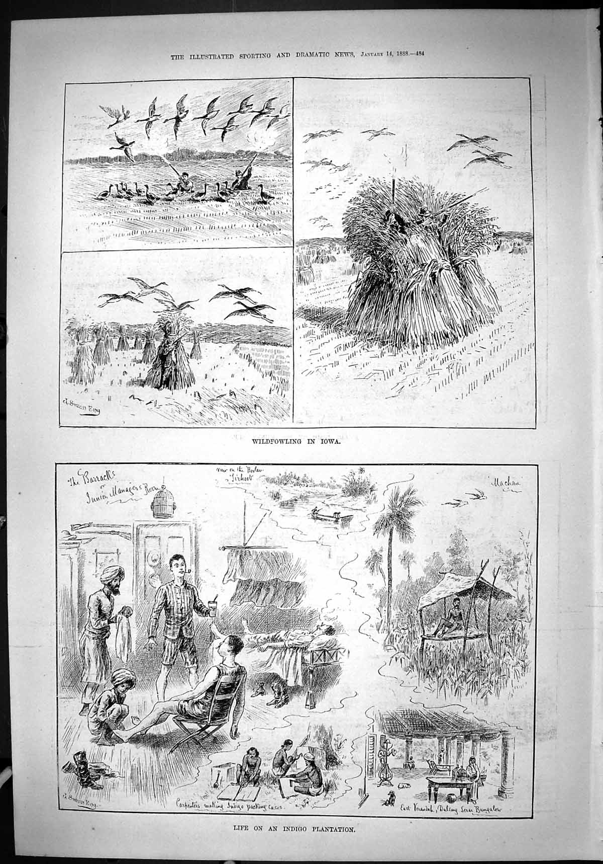 Antique Print 1888 Wildfowling India Birds Shooting Indigo Plantation India