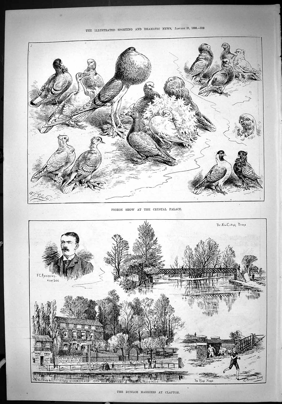 Old 1888 Pigeon Show Crystal Palace Birds Dunloe Harriers Clapton And Victorian