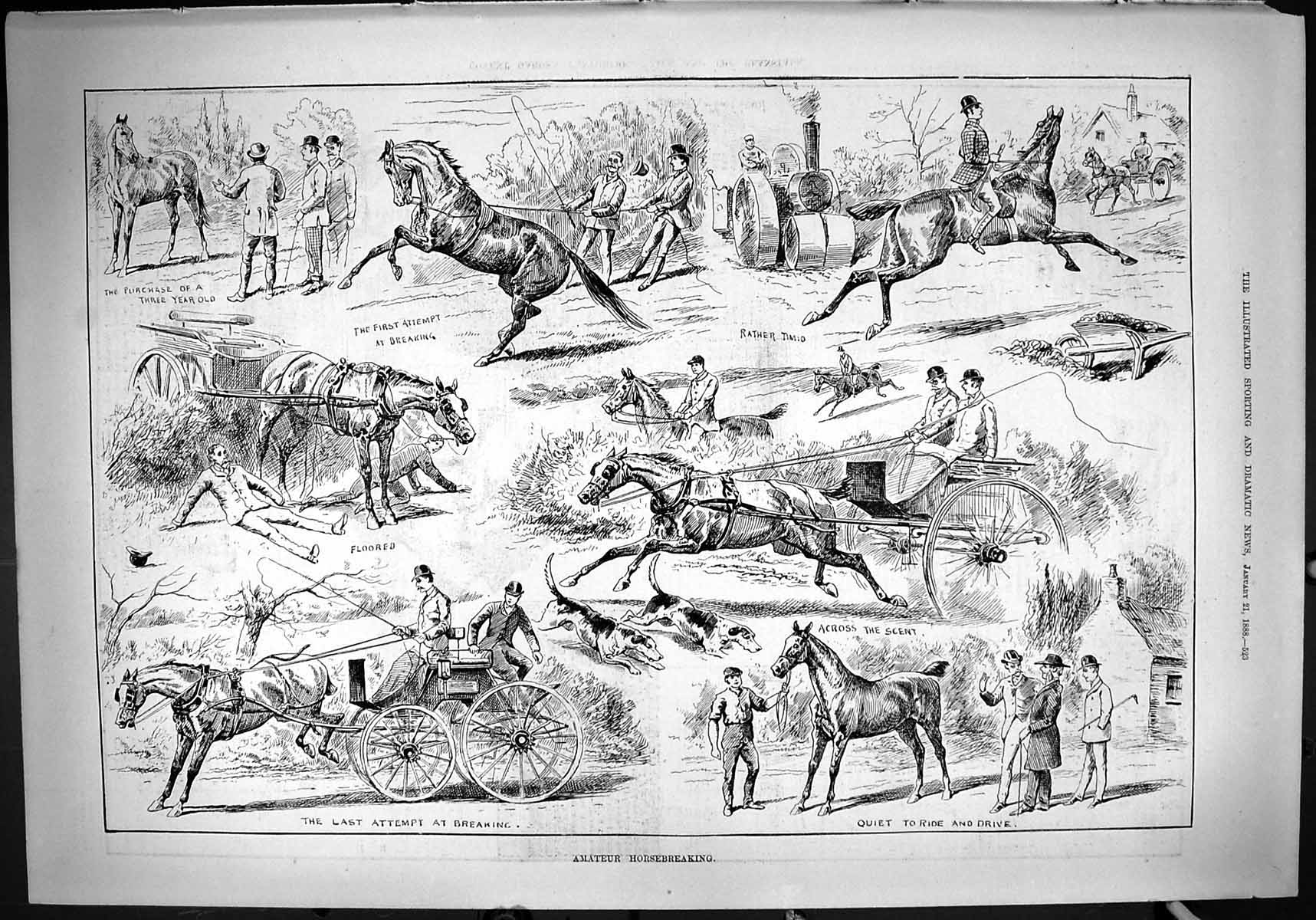 Original Old Antique Print 1888 Amateur Horse Breaking Coach Hounds Hunting