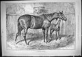 Original Old Antique Print 1888 Belgravian Mother Horse Foal Stable Sturgess