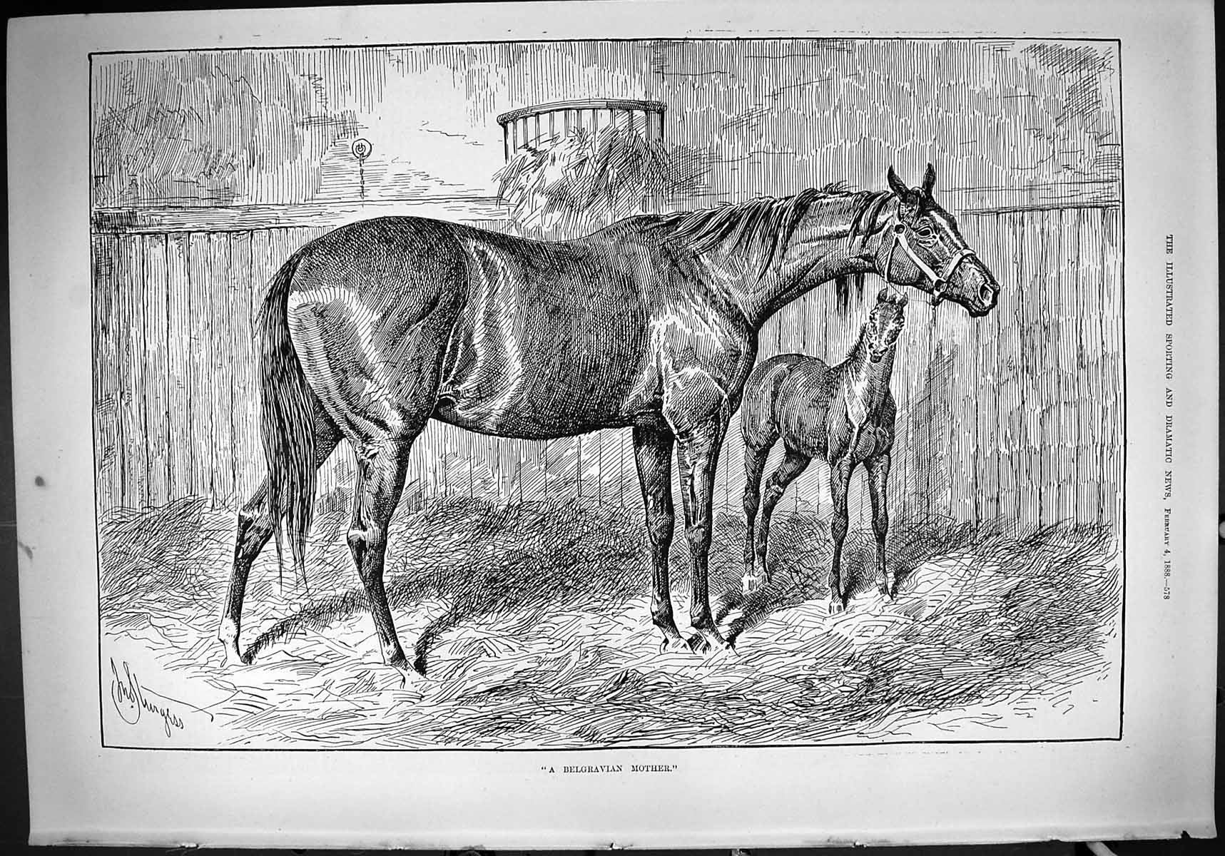 Original Old Antique Print 1888 Belgravian Mother Horse Foal Stable Sturgess