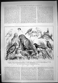 Old 1888 Crystal Palace British Foreign Cage Birds Show Hampton Garnh Victorian