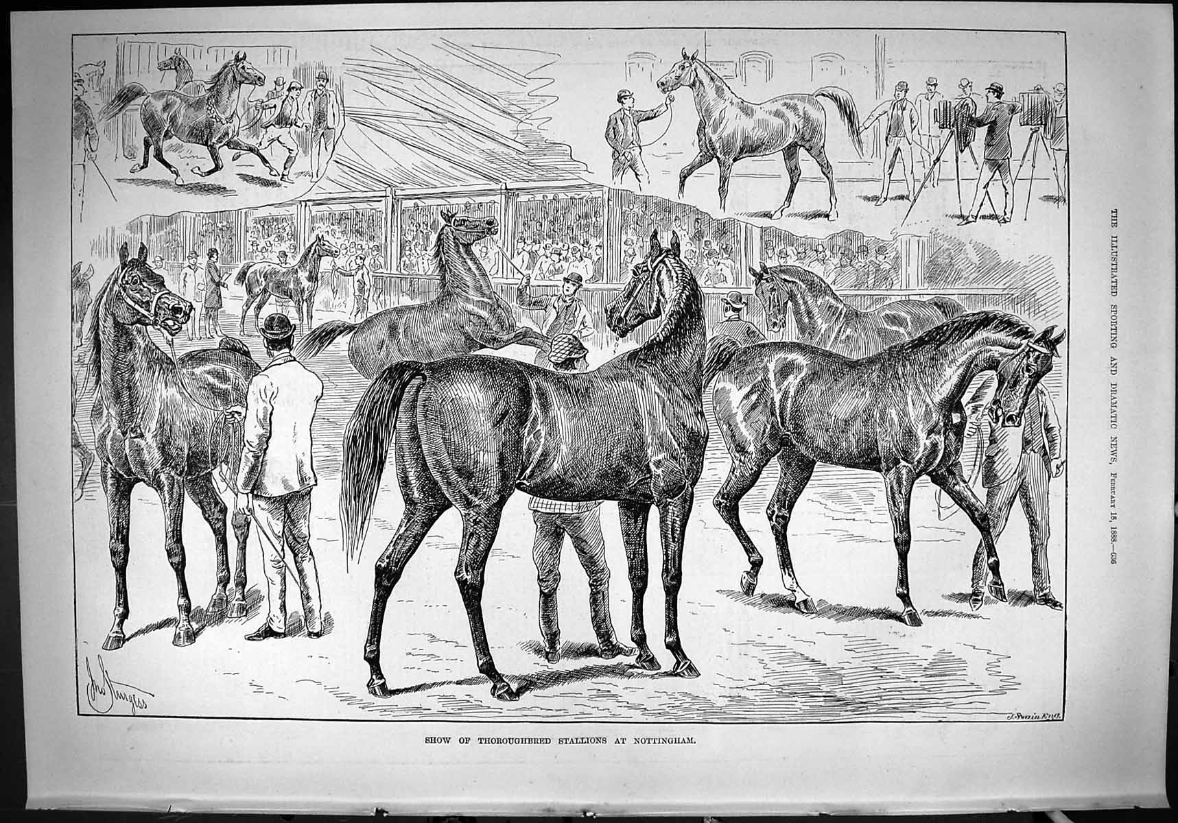 Original Old Antique Print 1888 Show Thoroughbred Stallions Nottingham Horses