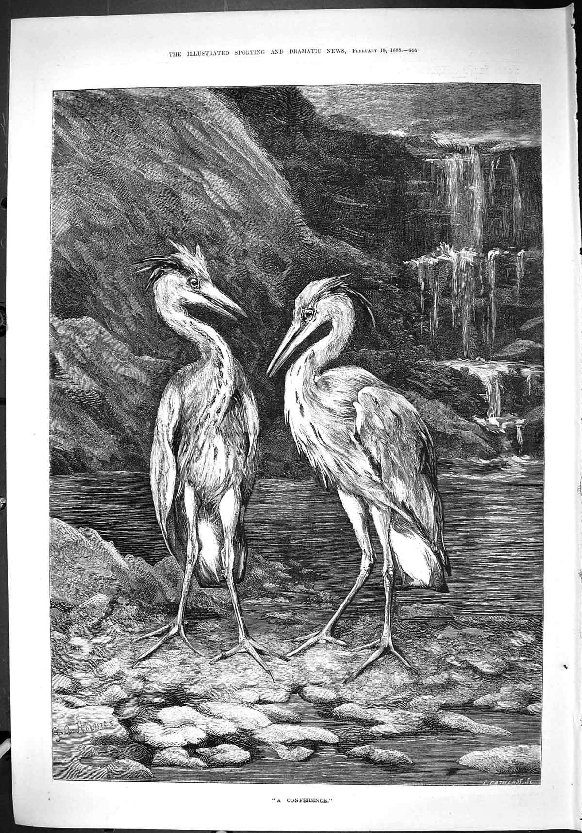 Original Old Antique Print 1888 Conference Birds Herons Holmes 19th