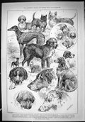 Old 1888 Kennel Club Show Dogs Leatham Salter Arnot Cate Sparrow Beck Victorian