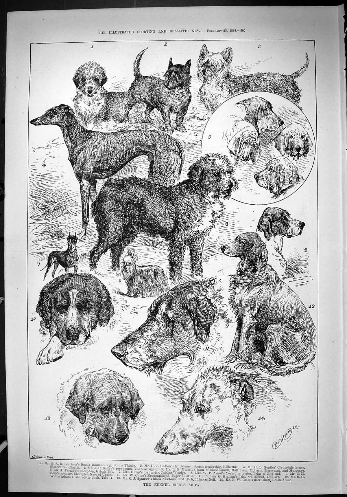 Old 1888 Kennel Club Show Dogs Leatham Salter Arnot Cate Sparrow Beck Victorian