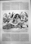 Old Print Dog Poultry Show Richmond St Bernard Dog Rabbit Cat Pigeon 1888 19th