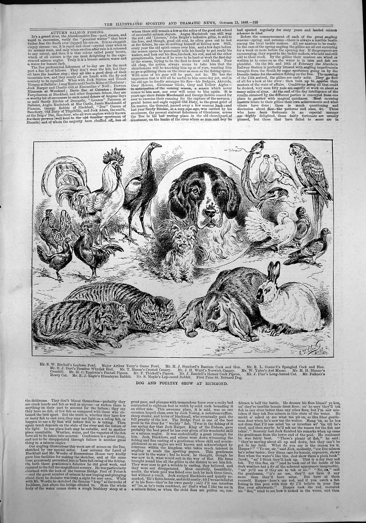 Old Print Dog Poultry Show Richmond St Bernard Dog Rabbit Cat Pigeon 1888 19th