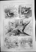 Old Antique Print Woodcock Shooting Marshy Places Roots Trees Ditch 1888 19th