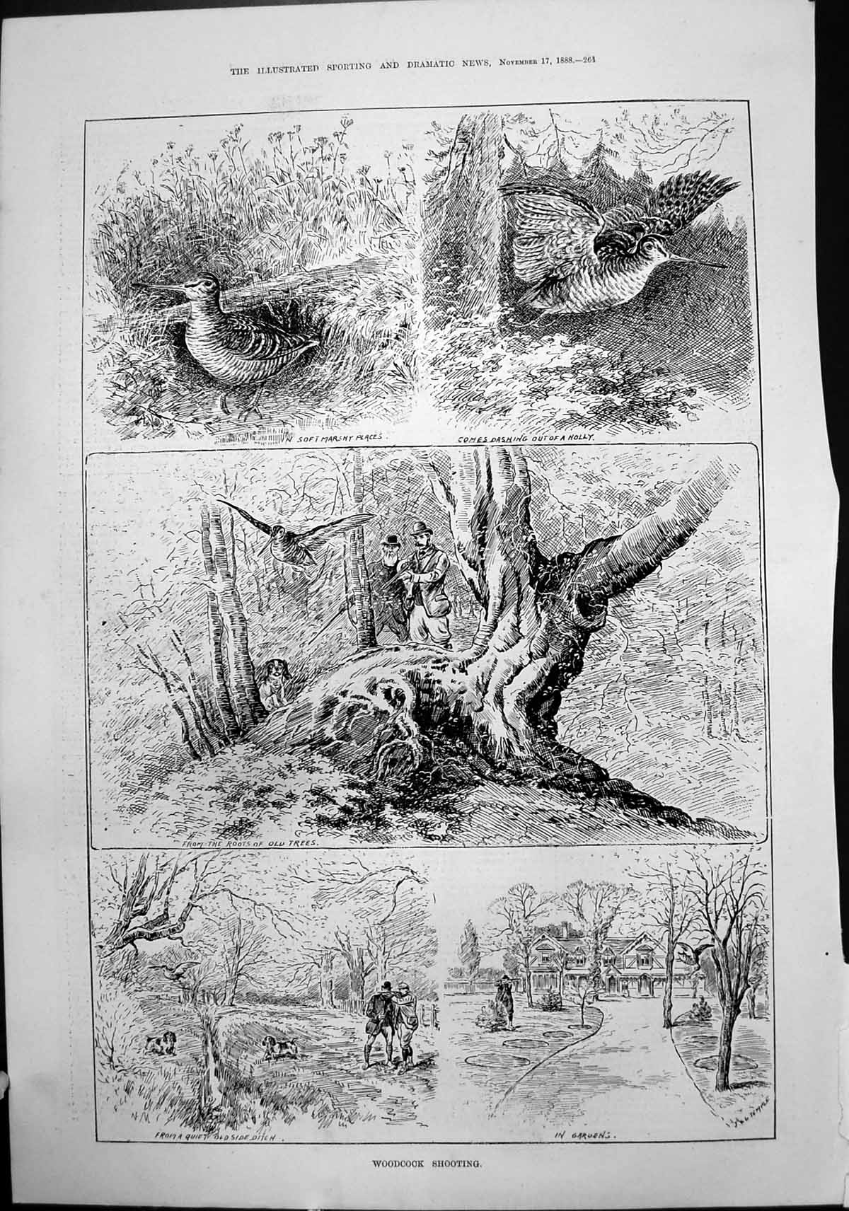 Old Antique Print Woodcock Shooting Marshy Places Roots Trees Ditch 1888 19th