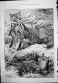 Antique Old Print Promising Litter Fox Rabbit Feed Mother Fox Four Cubs 1888
