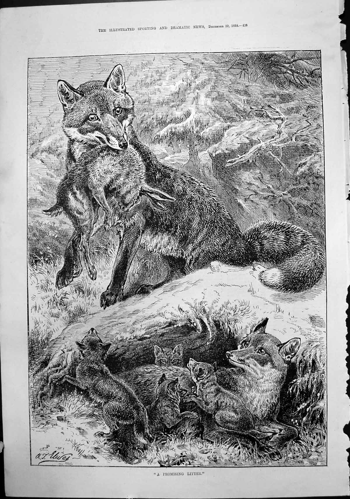Antique Old Print Promising Litter Fox Rabbit Feed Mother Fox Four Cubs 1888