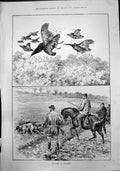 Antique Old Print First September Out MangInto Stubble Shooting Birds 1888 19th