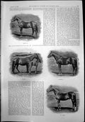Old Castor Imp Hotchkiss St Leger Catherine Garrick F Worthing Wolfe1899 19th