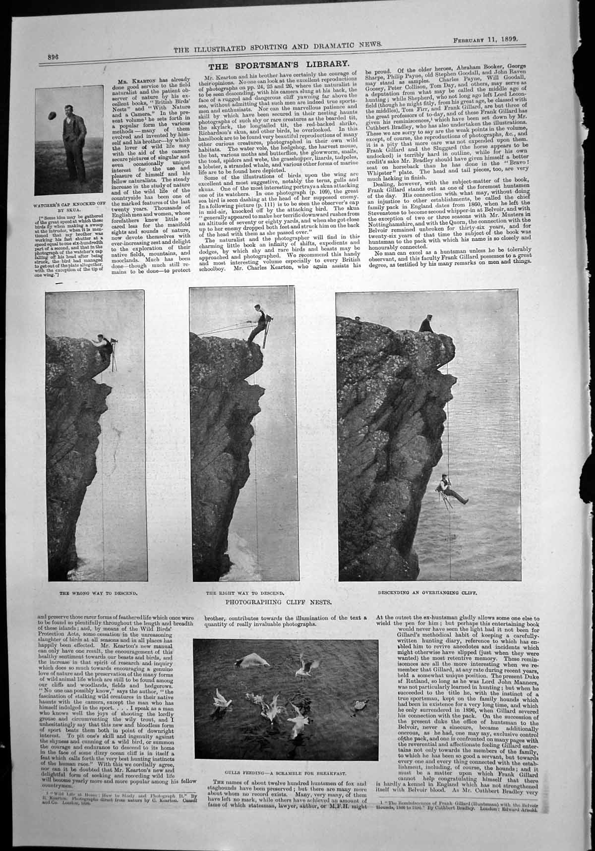 Antique Print Photographing Cliff Nests Descending Cliff Gulls Feeding 1899