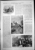 Antique Old Print Trout Fishing en Days Kildare Hounds Major De Robeck 1899