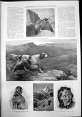 Antique Old Print Grouse Setter Moor Yaffle Matterhorn Run Season Hound 1899