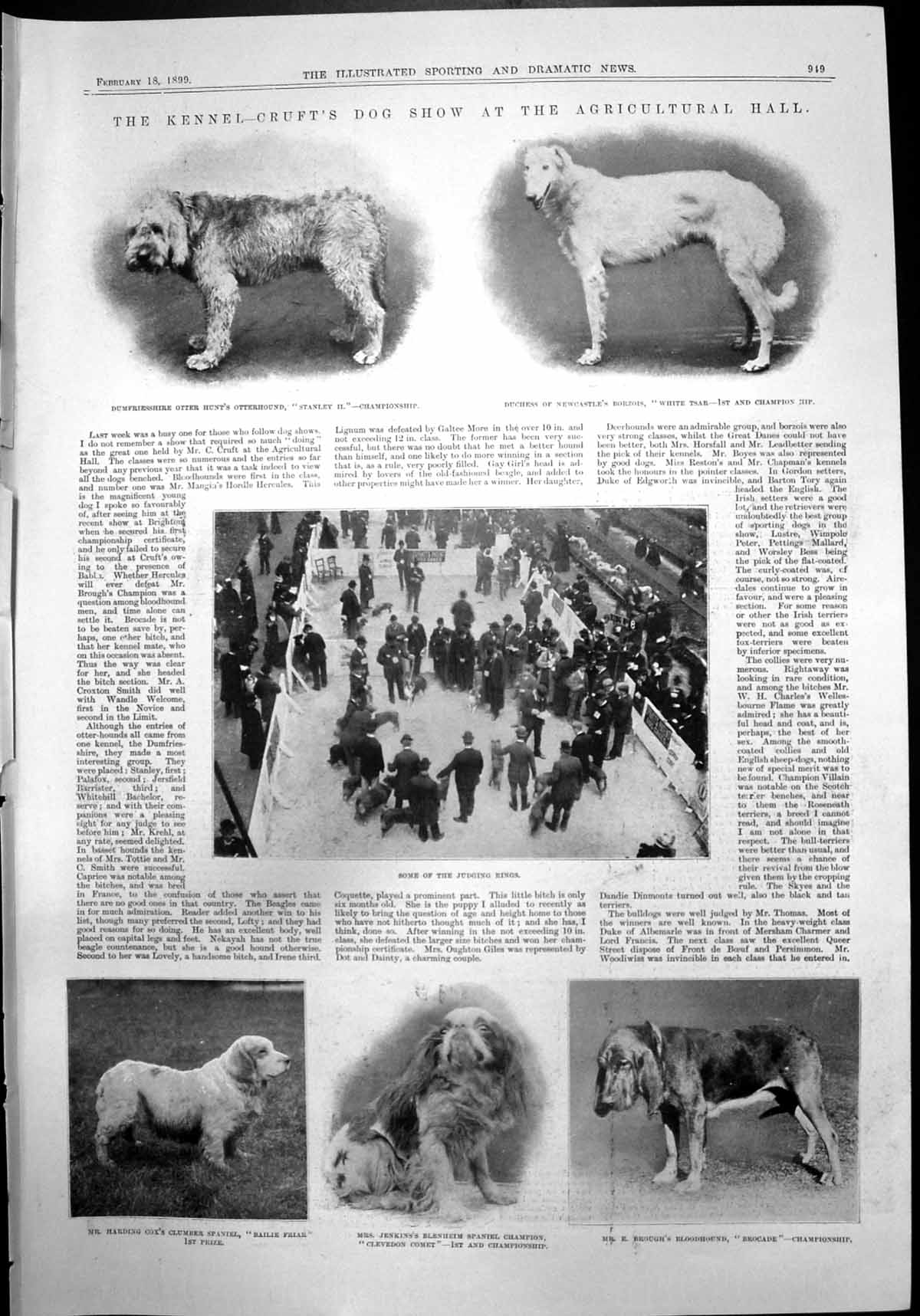 Old Crufts Dog Show Otterhound Stanley 11 Charles Frail Henry Jones1899