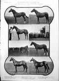Antique Old Print Doncaster Sales Yearling Horses Race St Leger Stakes 1904 0
