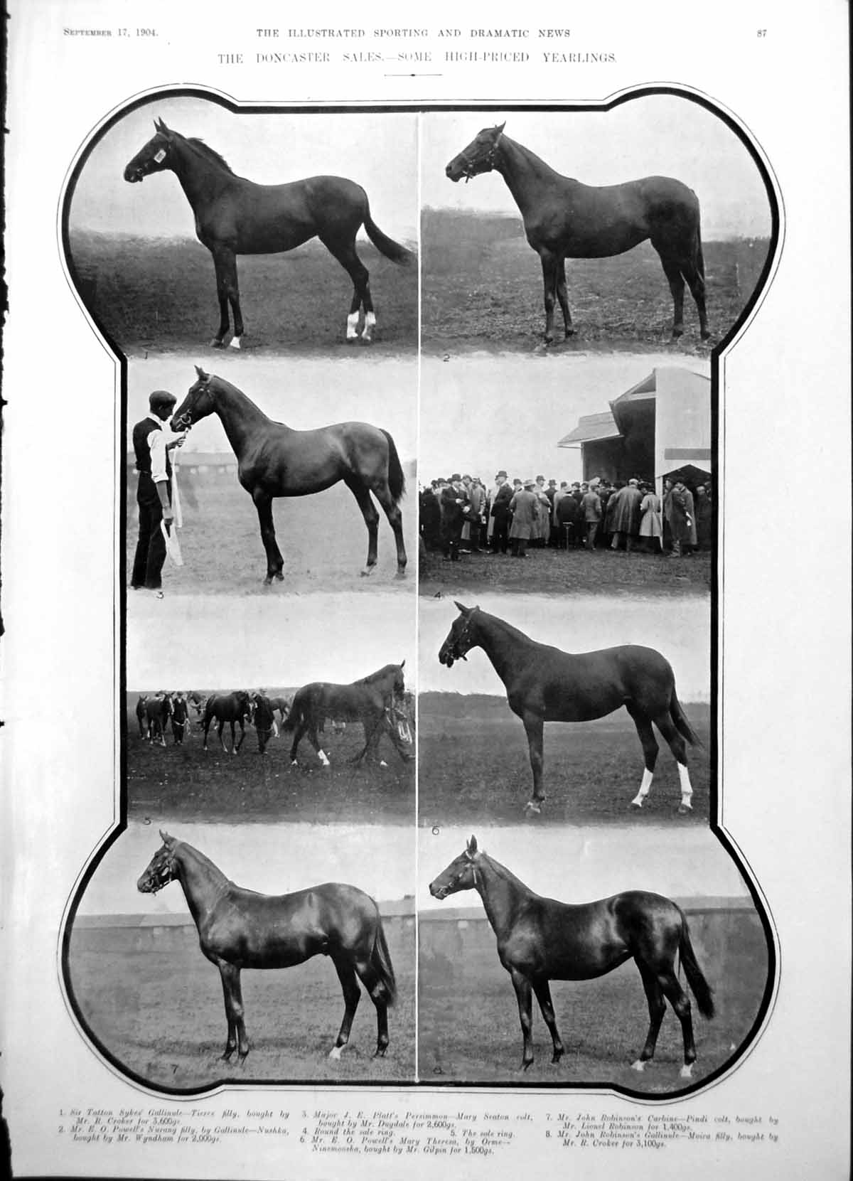 Antique Old Print Doncaster Sales Yearling Horses Race St Leger Stakes 1904 0