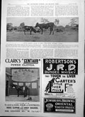 Old Print Native Domestic Cattle Umon Cross River Southern Nigeria 1904 20th