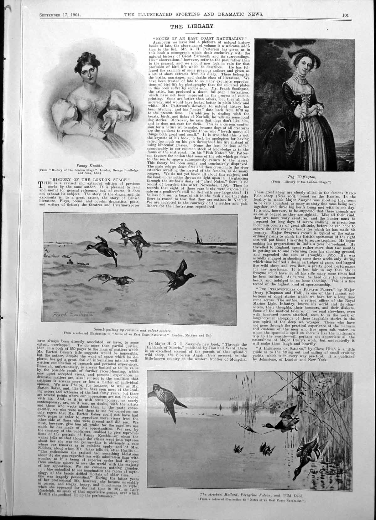 Old Common Velvet Scoters Mallard Peregrine Miss Ethel Clinton 1904 20th
