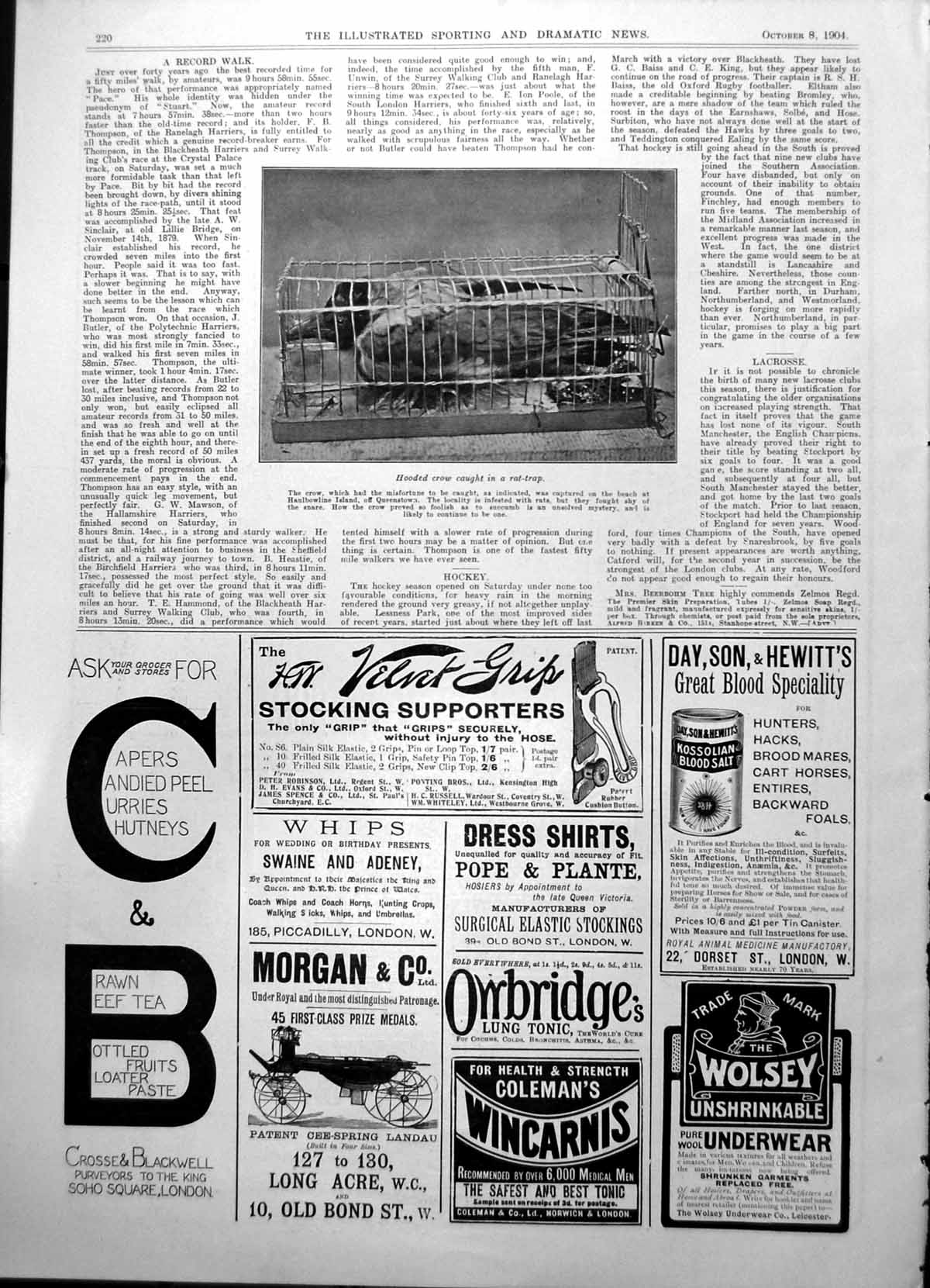 Antique Old Print Hooded Crow Caught In A Rat Trap Haulbowline Island 1904 20th