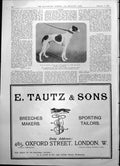 Antique Old Print Major De Castro'S Under The Circumstances Greyhound 1904 20th