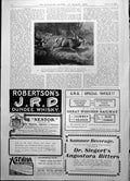 Old Print Tally Ho Back Dogs Chasing Red Deer Antlers Hounds Forest 1904 20th