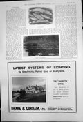 Old Print Mixed Fishing Basket Pool Pike Electric Light Drake Gorham 1910 20th