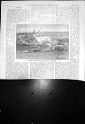 Antique Old Print Arabs Southern Tunisia Course Addax Horseback 1910 Damaged