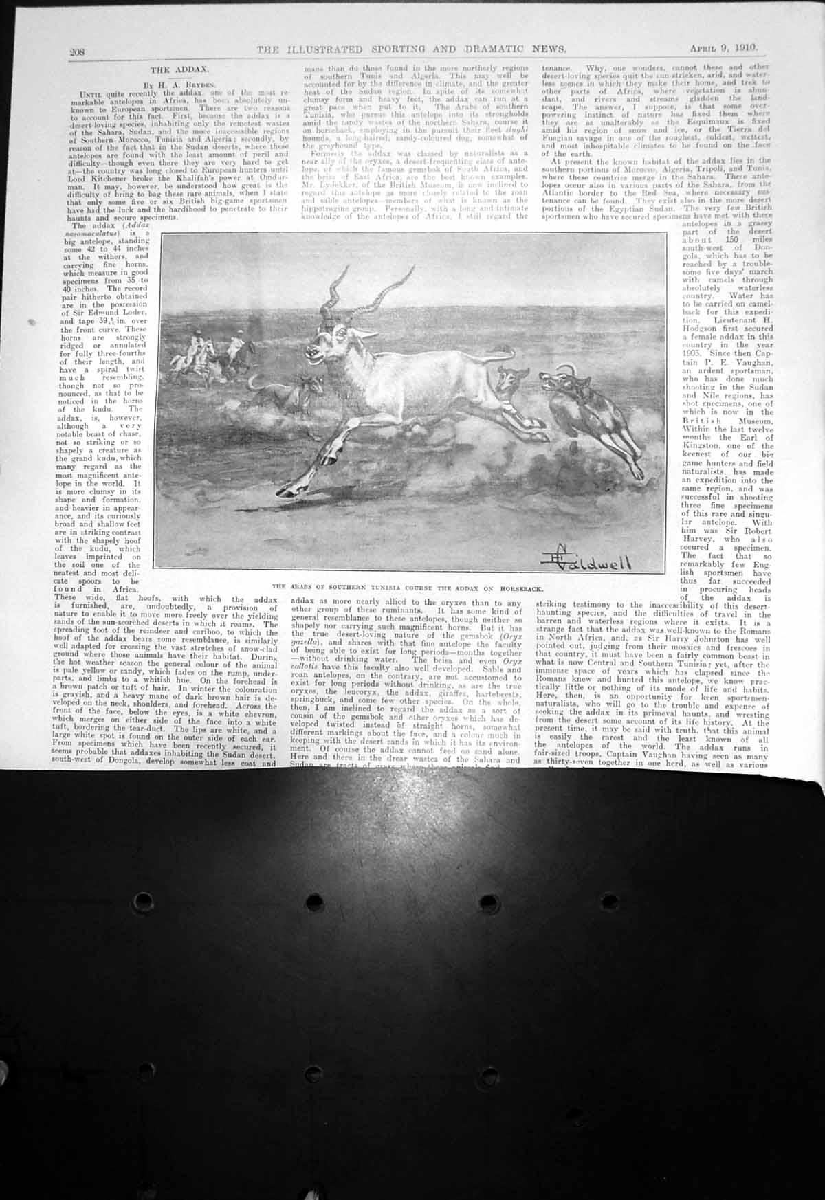 Antique Old Print Arabs Southern Tunisia Course Addax Horseback 1910 Damaged