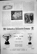 Old Print Baby Ferrets Putting Line Ferret Gsmiths Silversmiths Cups 191 20th
