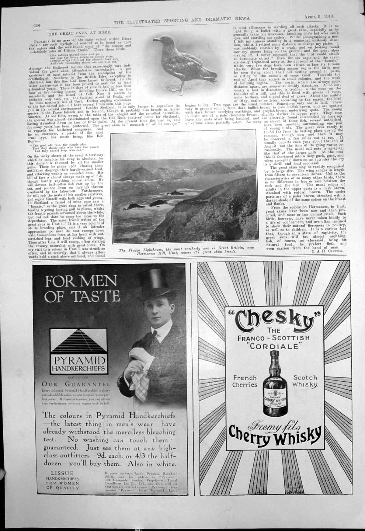 Old Skua Bird Breeds Unst Flugga Lighthouse Pyramid Handkerchiefs 191 20th
