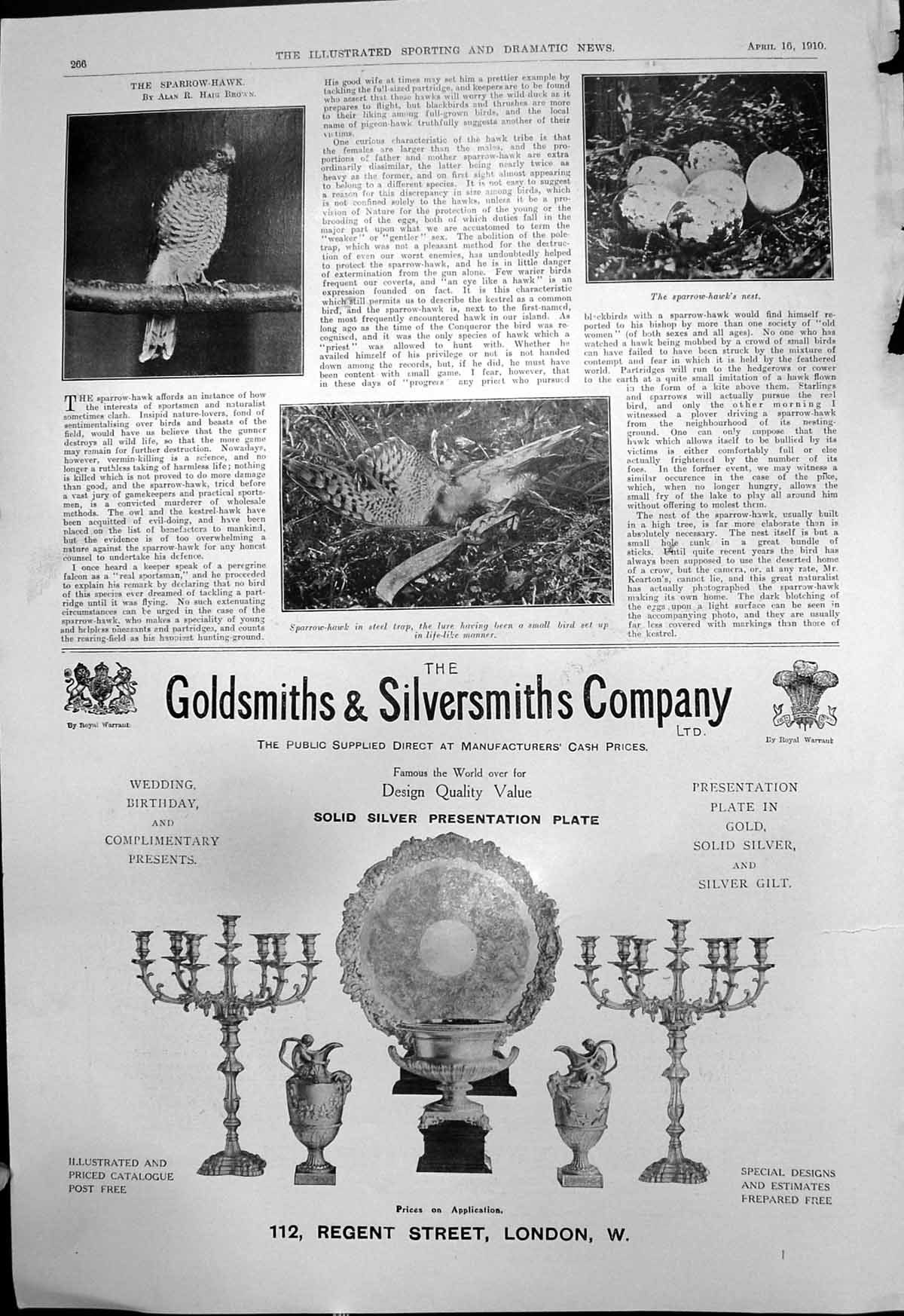 Old Antique Print Sparrow Hawk Nest Steel Trap Gsmiths Silversmiths 1910 20th