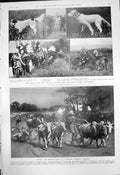 Old Kennel Club Orwell Park Plough Bullock Races Hacking Newmarket191 20th