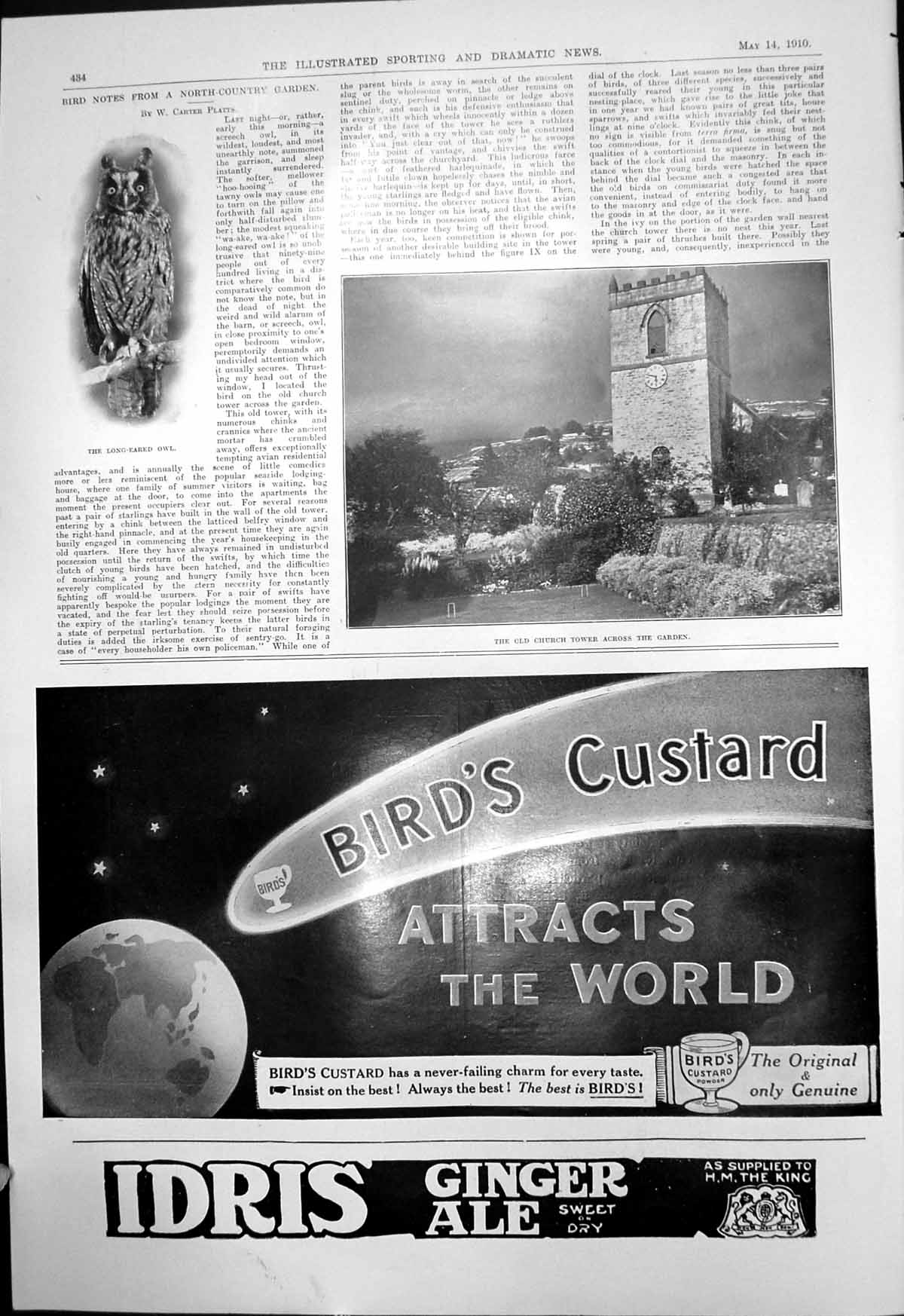 Old Antique Print Long Eared Owl Church Tower Garden Birds Custard 1910 20th