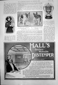 Old Print Annie Hughes Actress French Bulldog Show East Brighton Cup 1910 20th