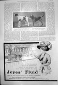 Old Ladies Kennel Show H Gunns Pointer Dr E Semmences Bloodhound1910 20th