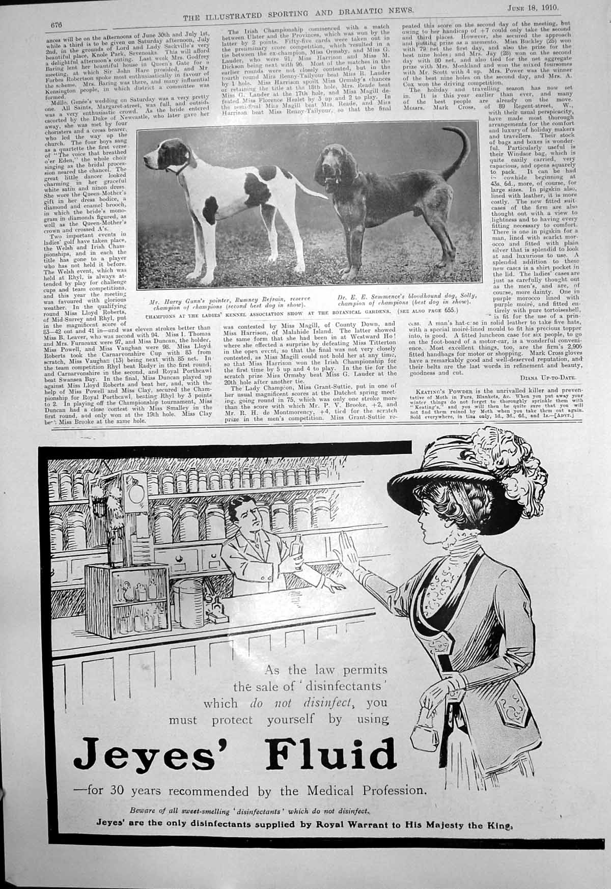 Old Ladies Kennel Show H Gunns Pointer Dr E Semmences Bloodhound1910 20th