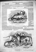 Old 1862 Dogs North England Show Bloodhounds Jennings Sinclair Parker Victorian