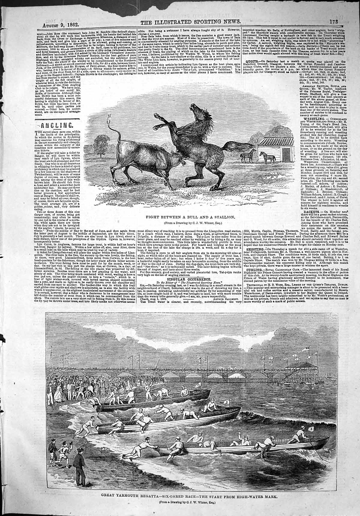 Old 1862 Fight Between Bull Stallion Great Yarmouth Regatta Six-Oared Victorian