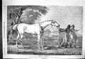 Antique Old Print 1863 Grey Diomed Horse Bunbury Bart Dorimant Lizzy Pilot 19th