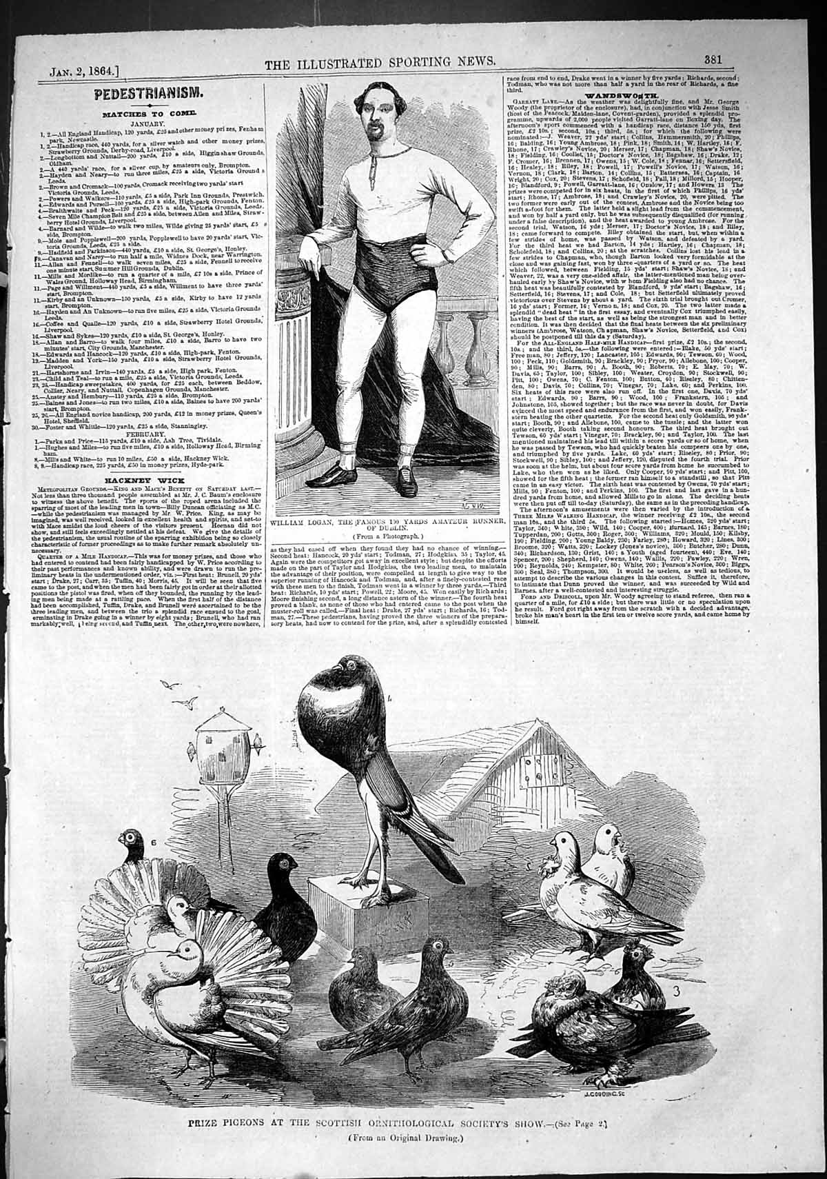 Old 1864 Prize Pigeons Scottish Ornithological Show William Logan Run Victorian