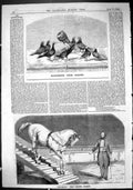 Old 1864 Manchester Prize Pigeons Birds Ducrow Circus Horse Entertain Victorian